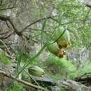 Image of Fritillaria olgae Vved.