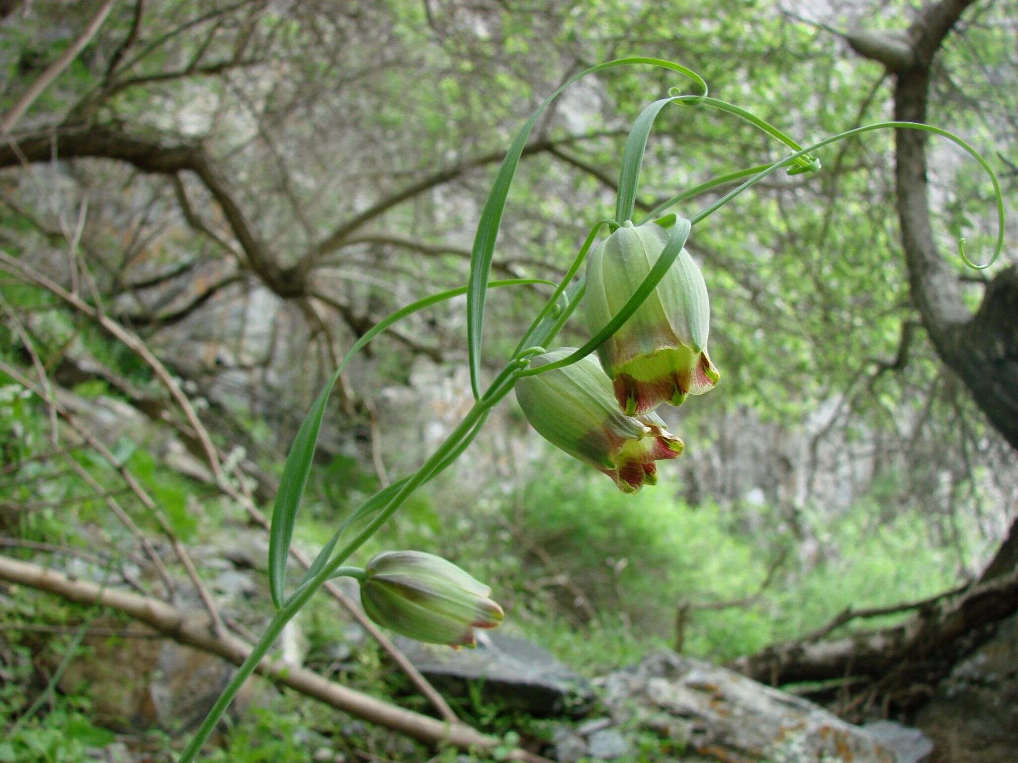 Image of Fritillaria olgae Vved.