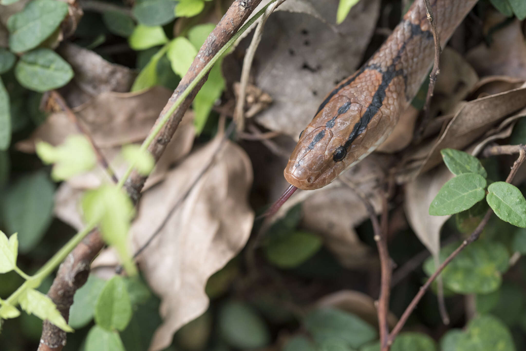 Plancia ëd Oreocryptophis porphyraceus kawakamii (Oshima 1911)