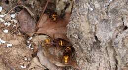 Image of Vespa crabro crabroniformis Smith 1852