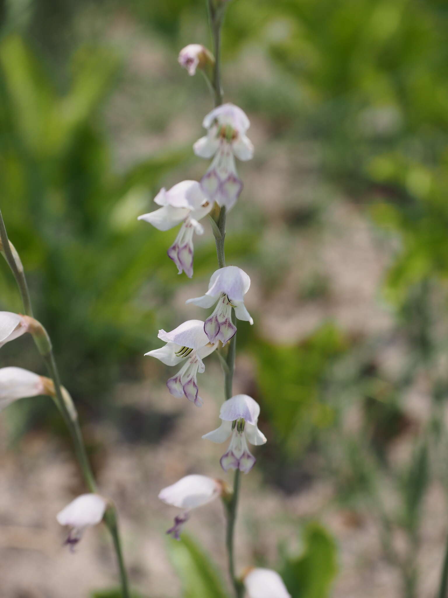 Gladiolus unguiculatus Baker的圖片