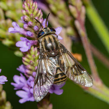 Image of Chrysops aestuans Wulp 1867