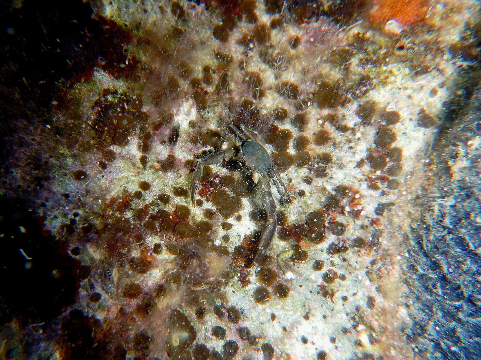 Image of green boring sponge