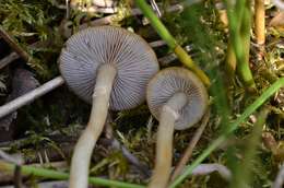 Image of marsh fieldcap