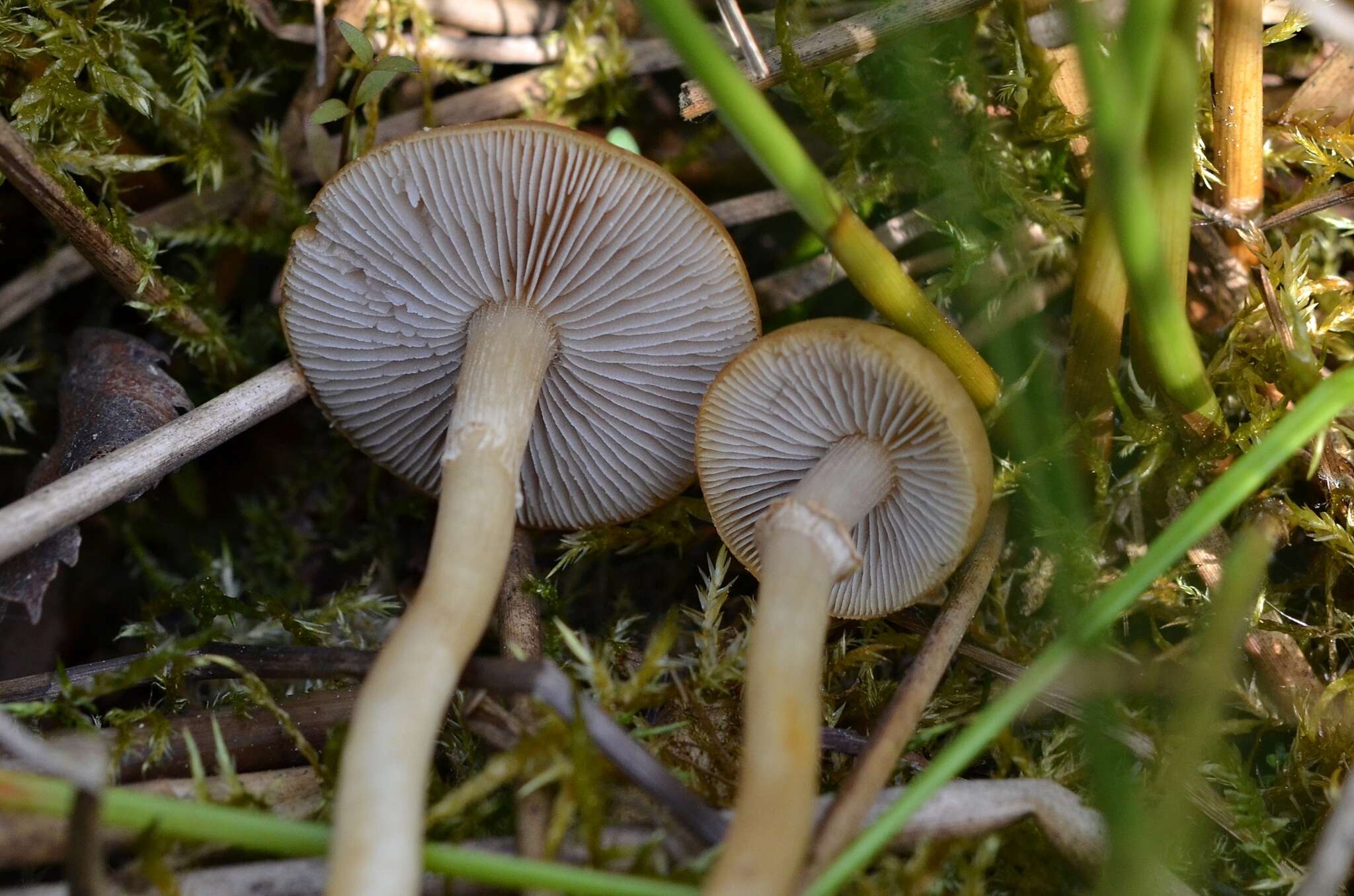 Слика од Agrocybe elatella (P. Karst.) Vesterh. 1989