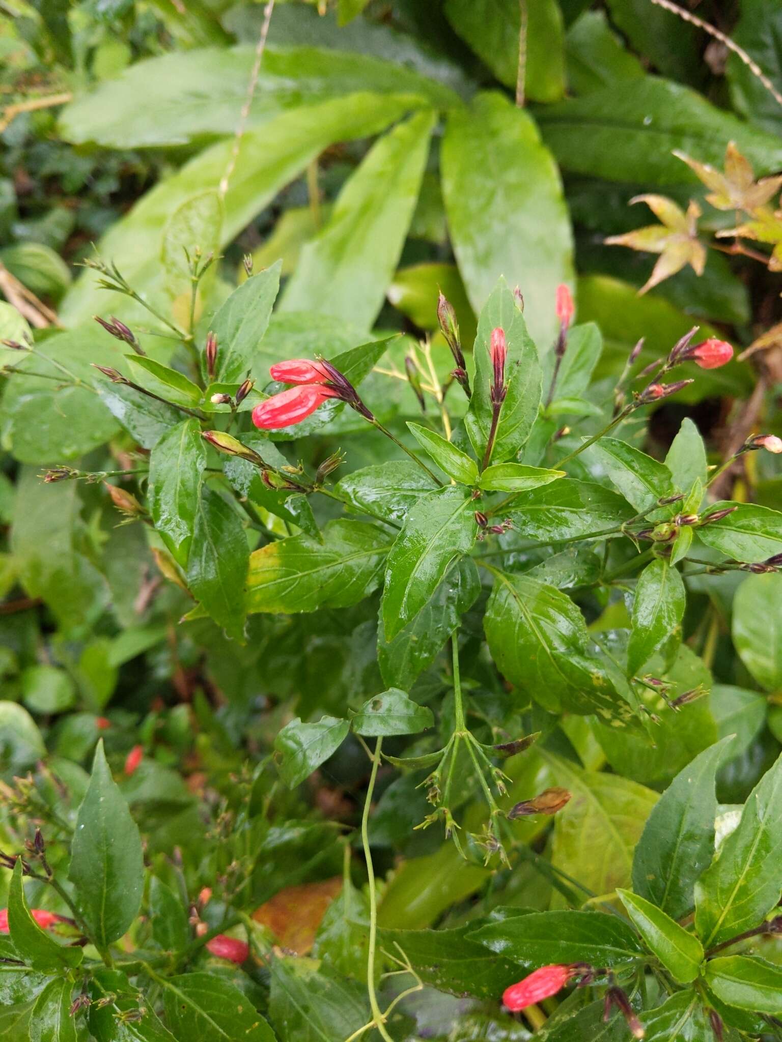 Image of tropical wild petunia