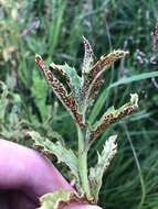 Imagem de Puccinia punctiformis (F. Strauss) Röhl. 1813