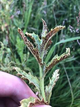 Image of Puccinia punctiformis (F. Strauss) Röhl. 1813