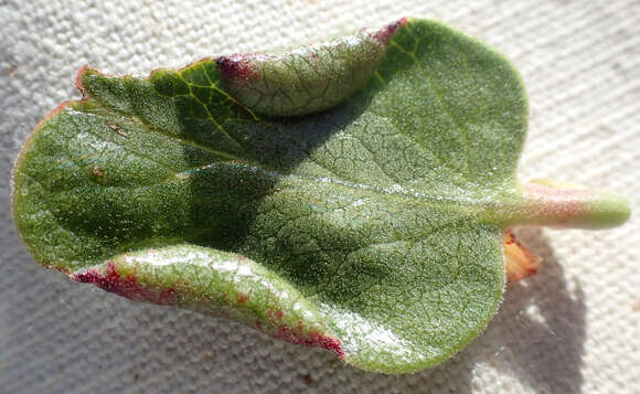 Image of Manzanita Leaf Gall Aphid