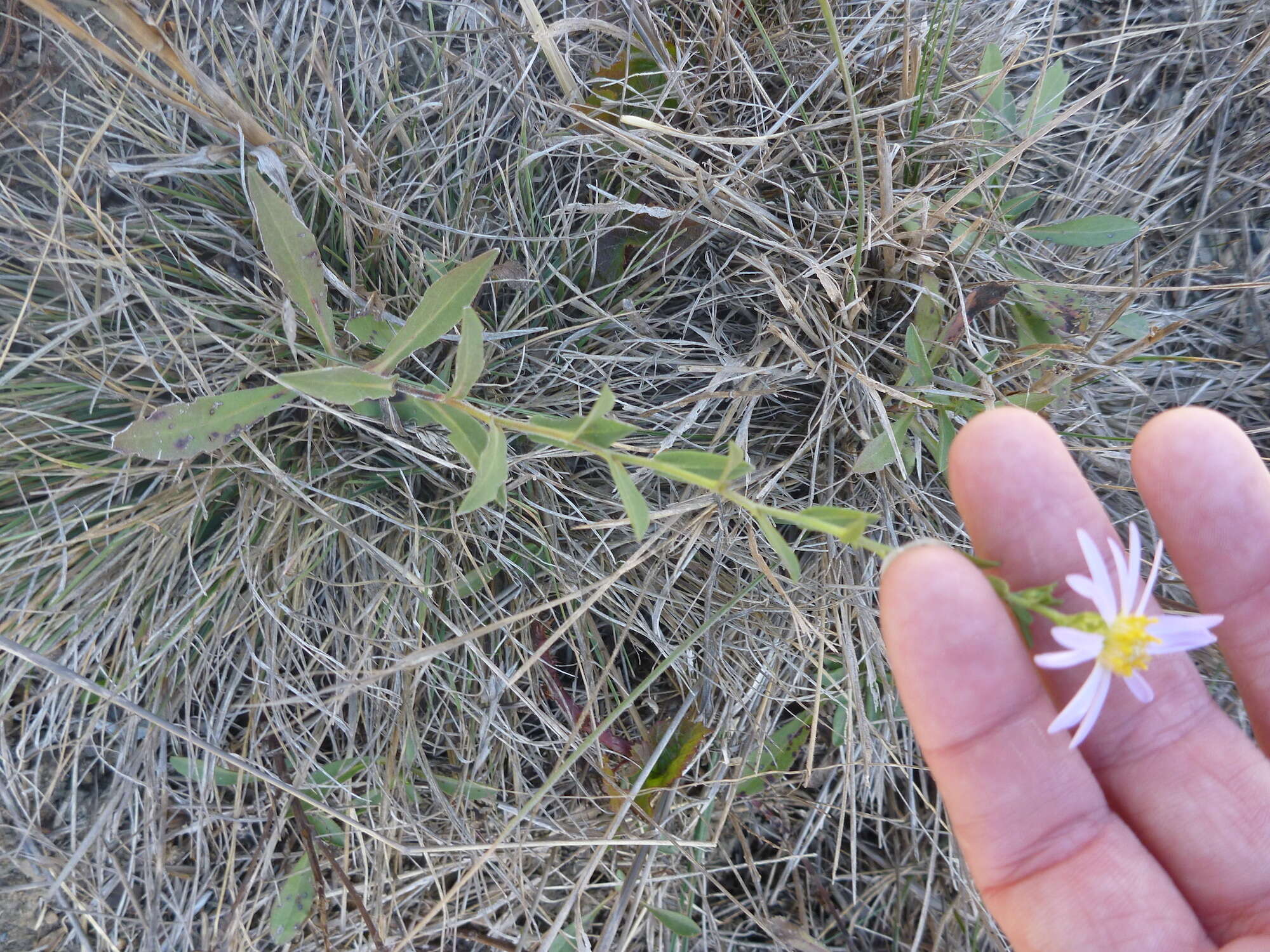 Image of Pacific aster