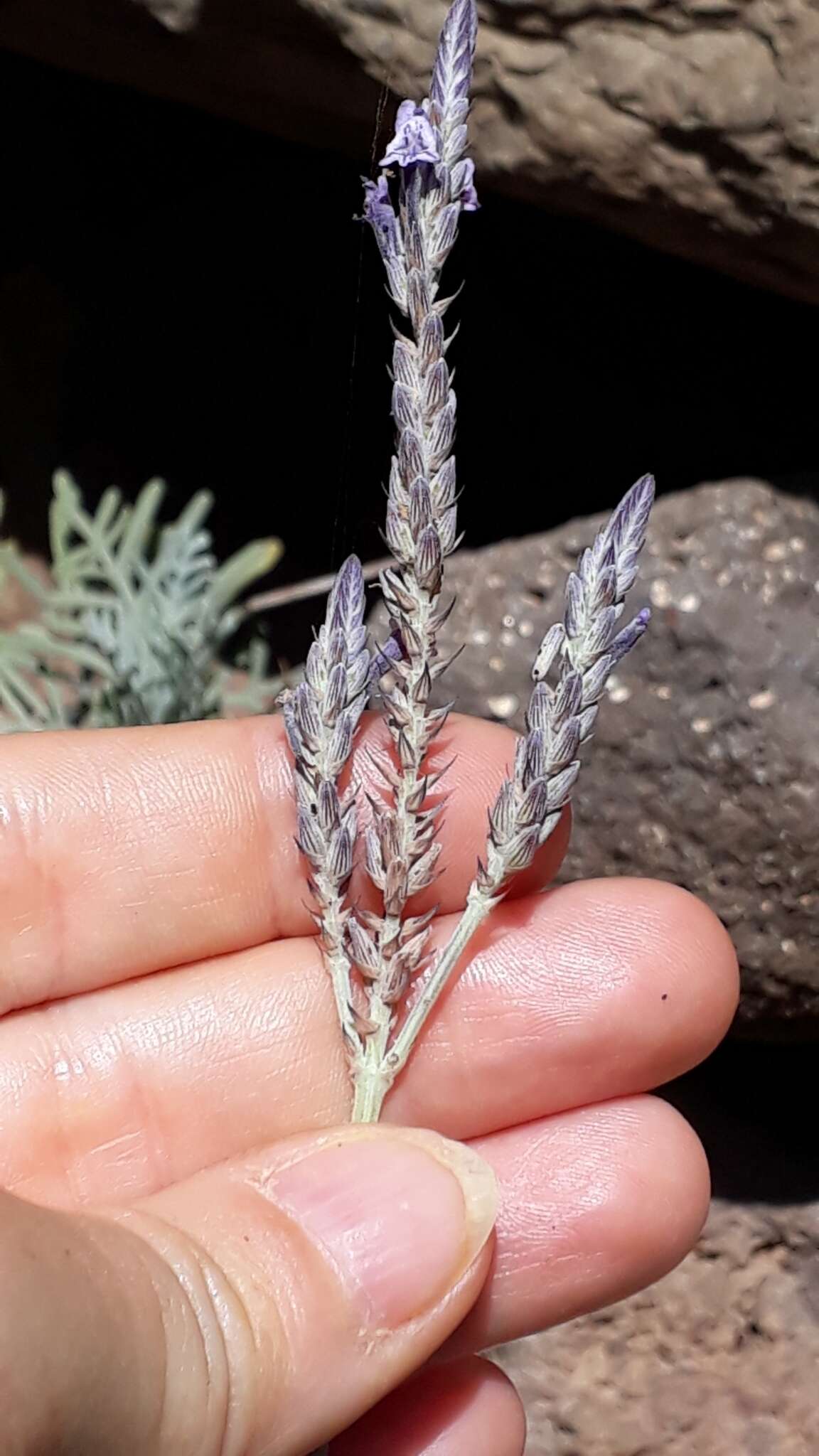 Image of Lavandula buchii Webb & Berthel.