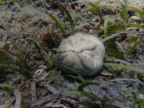 Image of sea biscuit