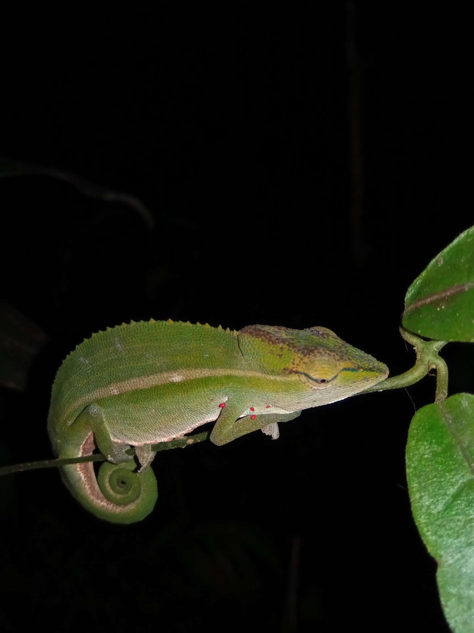 Image of Perinet chameleon