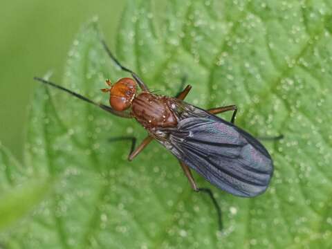 Image de Pelidnoptera leptiformis (Schiner 1862)