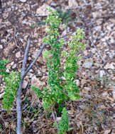 Imagem de Origanum vulgare subsp. viridulum (Martrin-Donos) Nyman