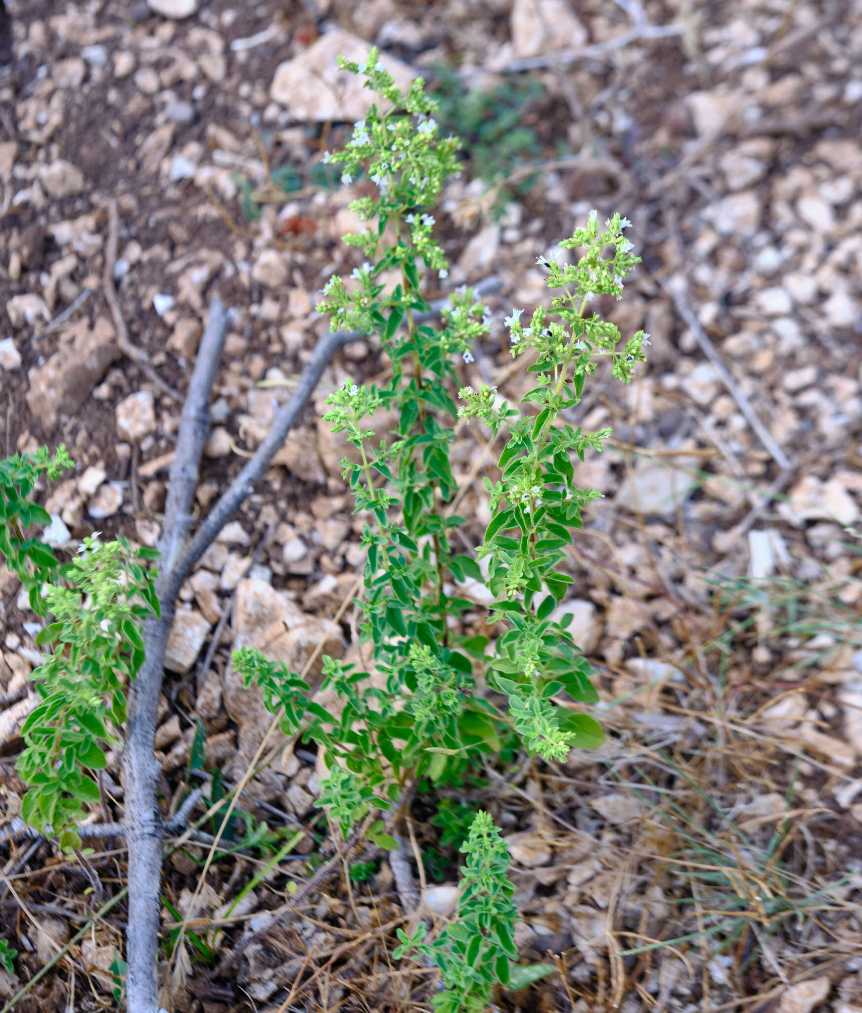 Imagem de Origanum vulgare subsp. viridulum (Martrin-Donos) Nyman