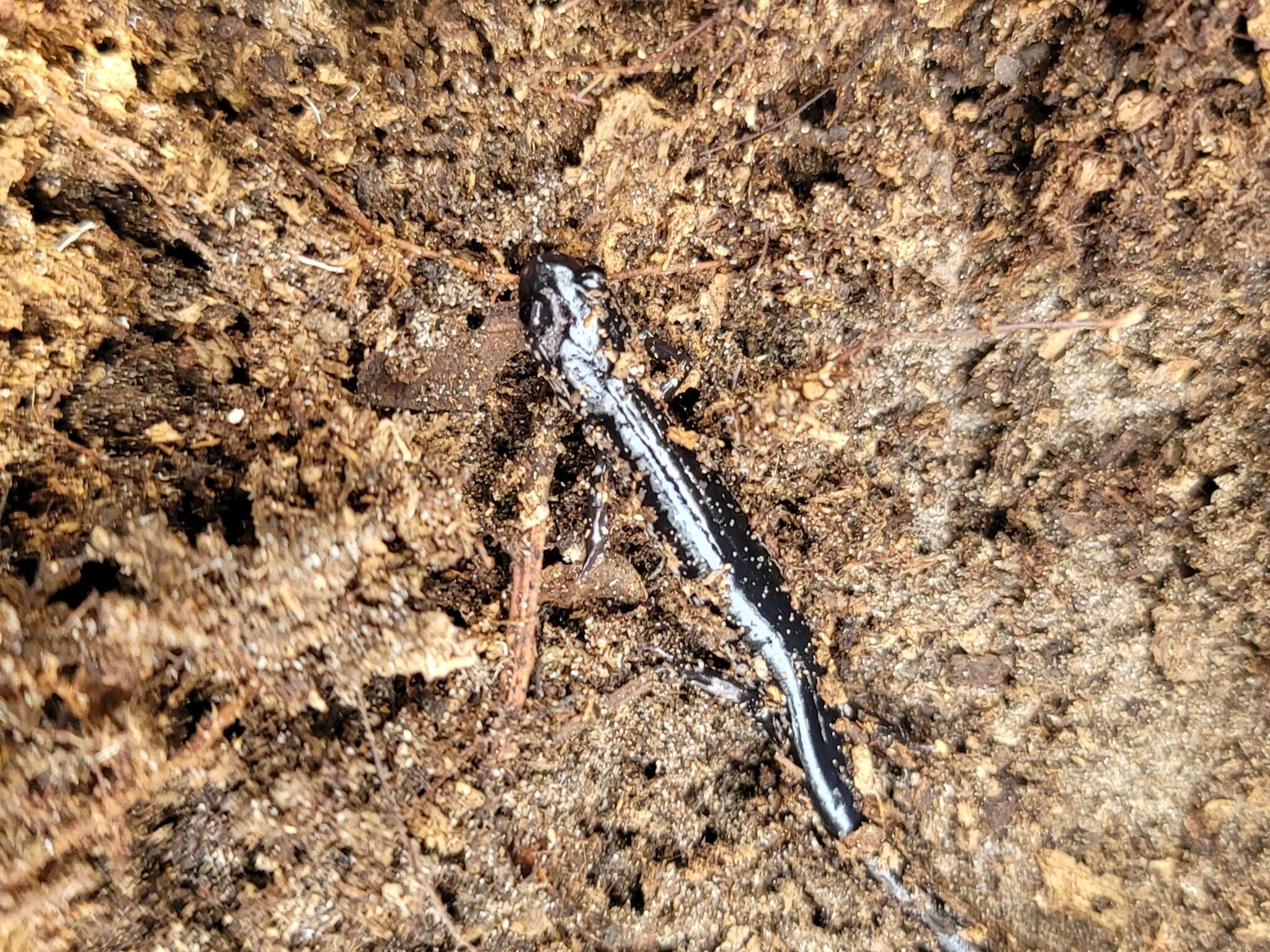 Image of Plethodon chlorobryonis Mittleman 1951