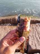 Image of Hairy Blenny