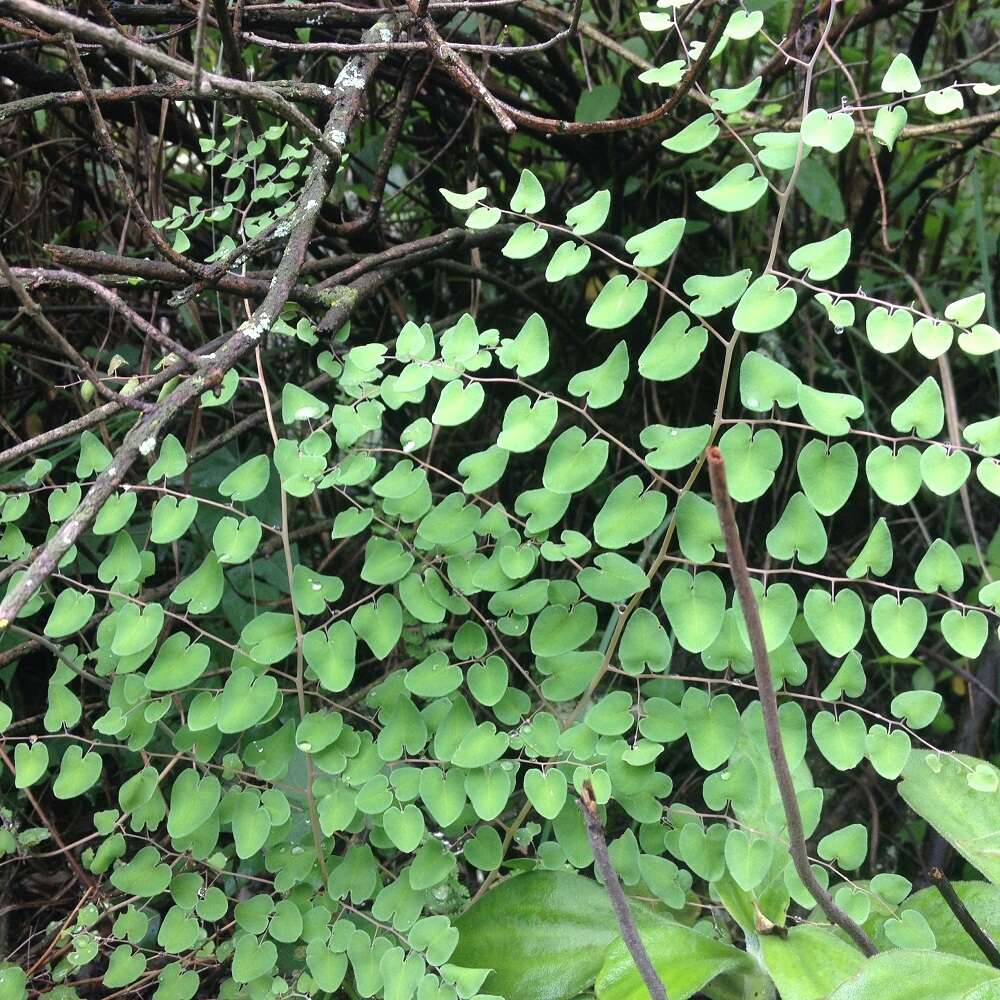 Image of heartleaf cliffbrake