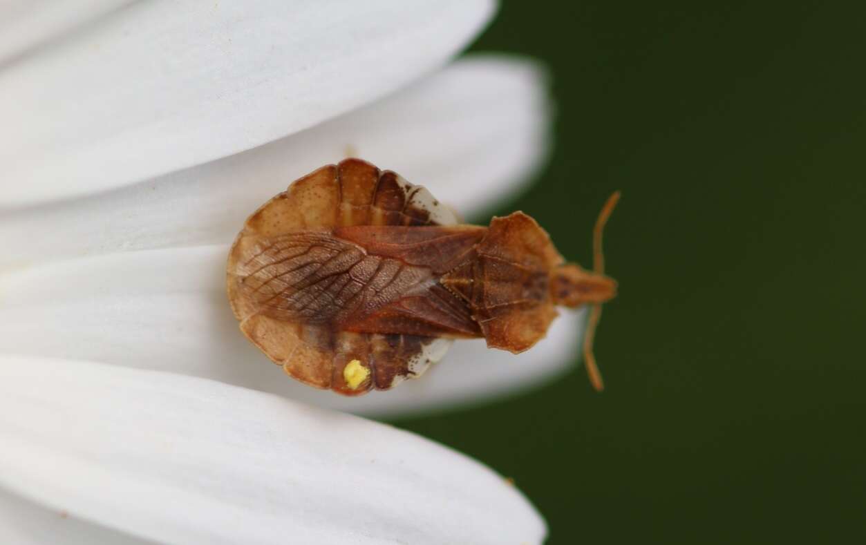 Image of Phymata crassipes (Fabricius 1775)