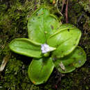 Image of Pinguicula nahuelbutensis Gluch