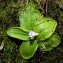 Pinguicula nahuelbutensis Gluch resmi