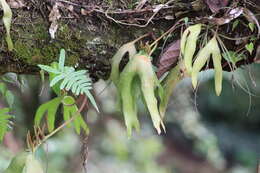 Image of cheiroglossa fern