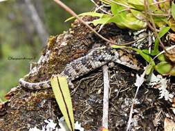 Image of Abronia martindelcampoi Flores-villela & Sánchez-h. 2003