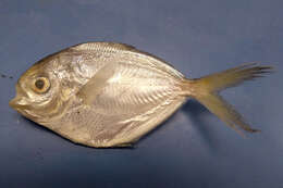 Image of Gulf Butterfish