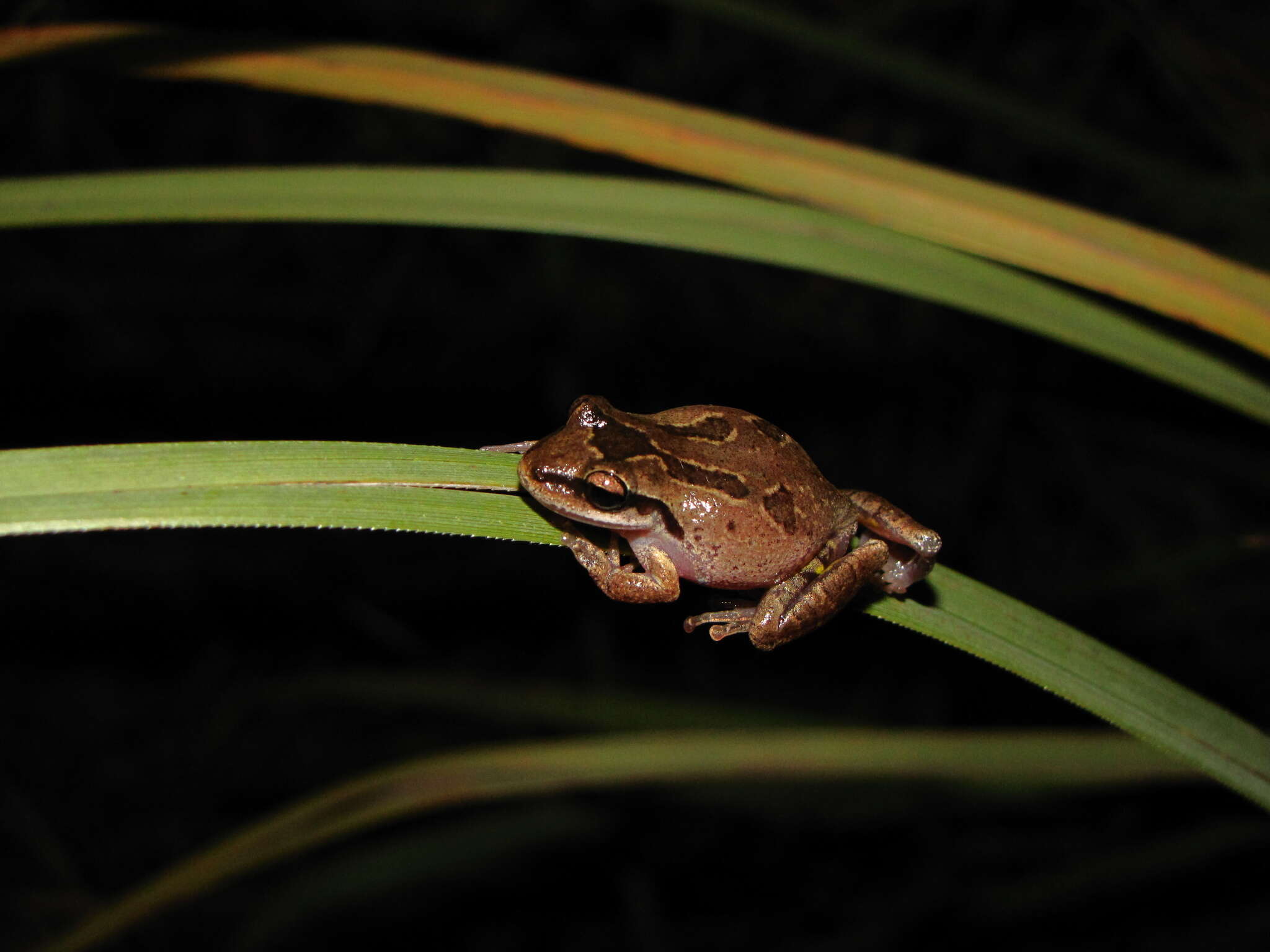 Image of Scinax curicica Pugliese, Pombal & Sazima 2004