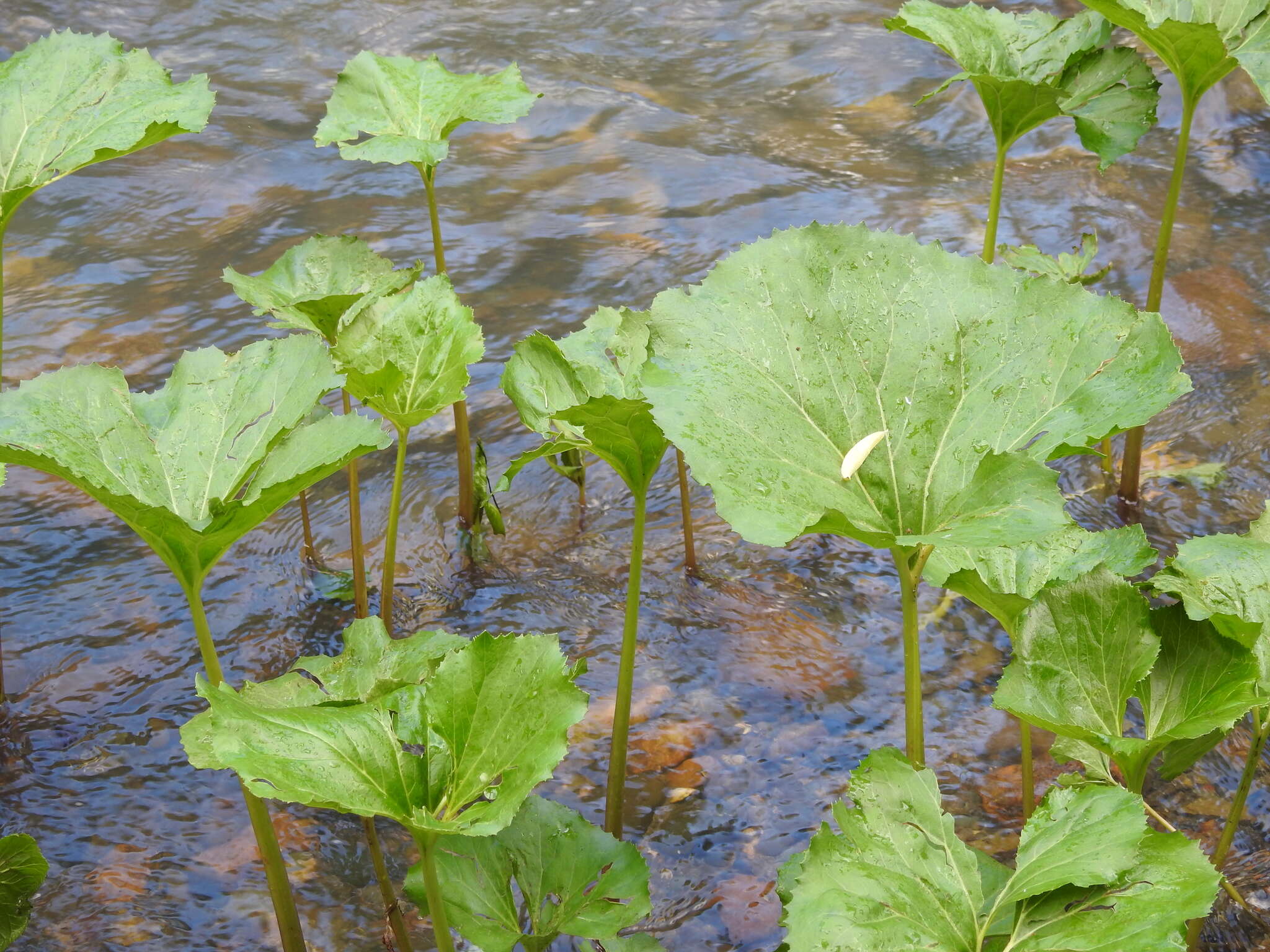 Слика од Petasites radiatus (Gmel.) J. Toman