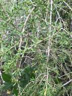 Image of Carolina desert-thorn