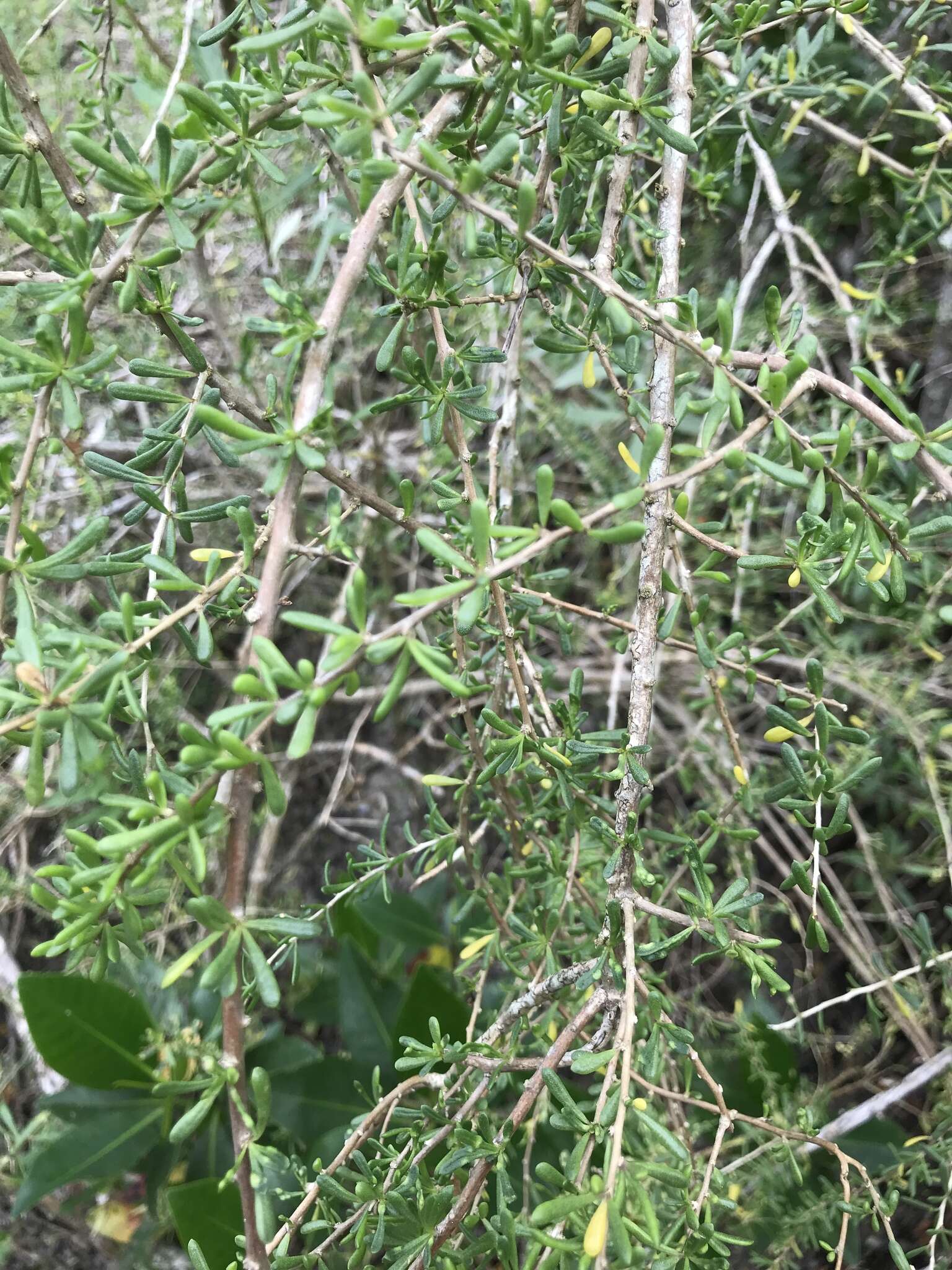 Image of Carolina desert-thorn