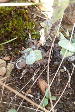 Image of Helichrysum adenocarpum DC.