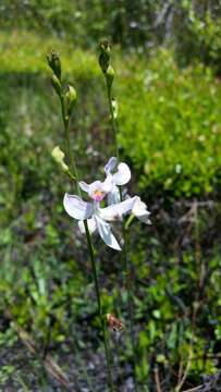 Image de Calopogon pallidus Chapm.