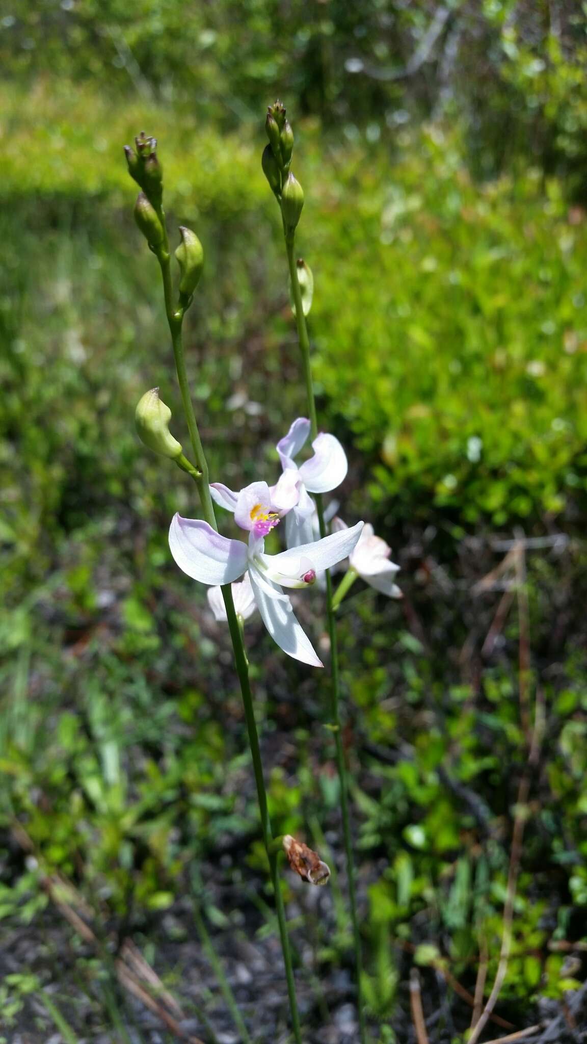 Calopogon pallidus Chapm.的圖片