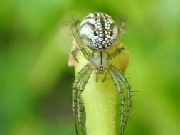 Image of Lined Orbweaver