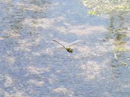 Image of Giant Darner