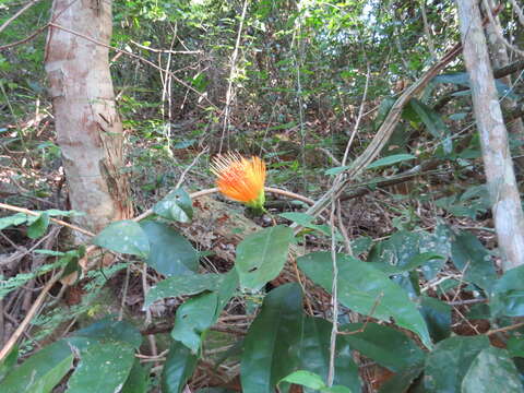 Image of Stifftia chrysantha Mikan