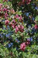 Image of Purple-pod cluster-leaf