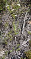 Image of Diosma hirsuta L.