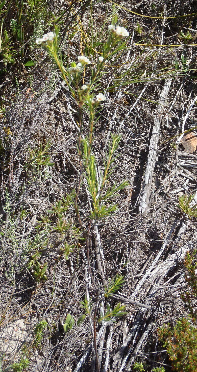 Image of Diosma hirsuta L.