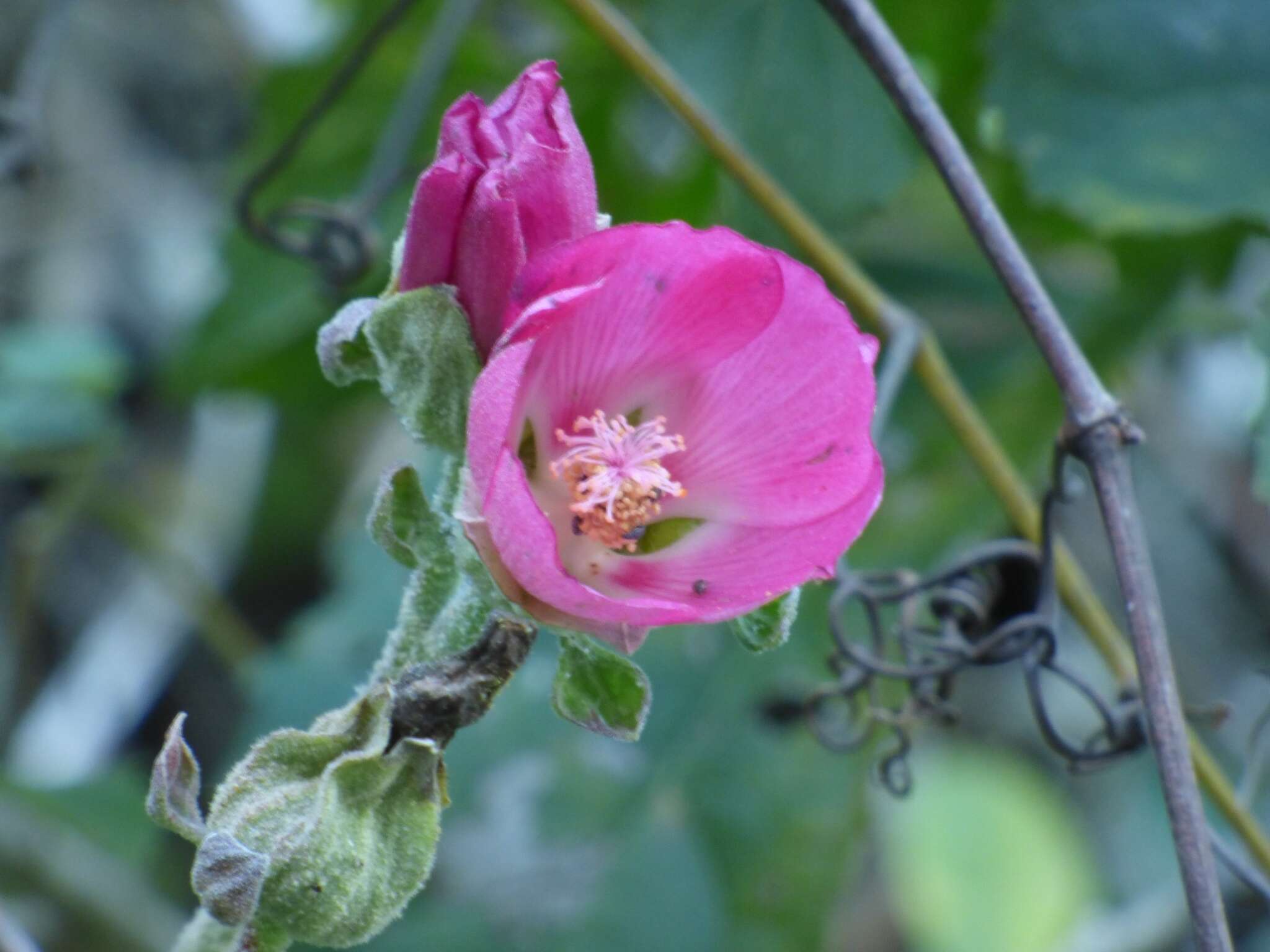 Image de Phymosia rosea (DC.) Kearney