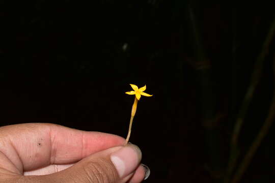 Image of Leafless Ghostplant