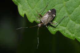 Image of Closterotomus fulvomaculatus (De Geer 1773)