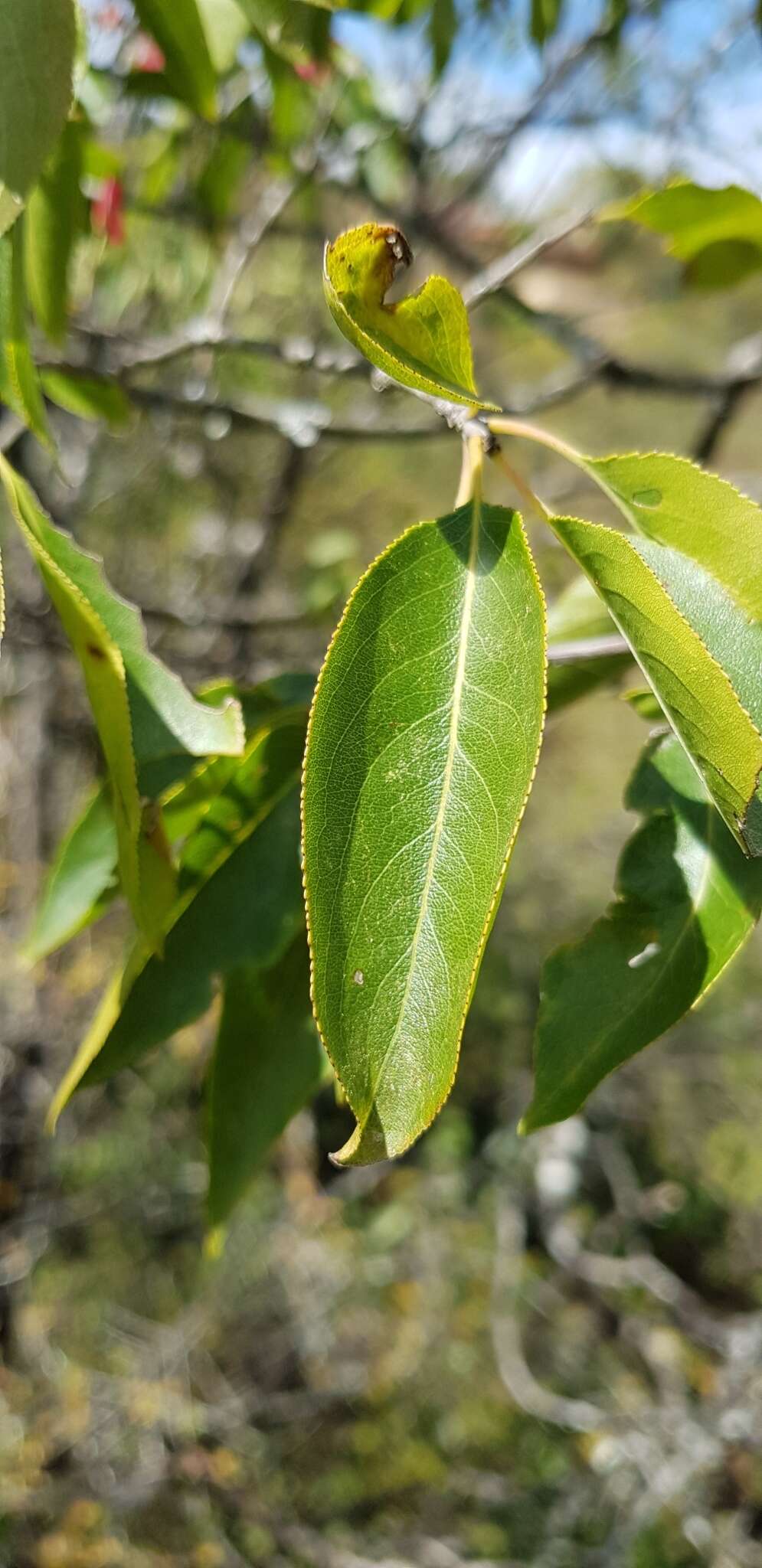 Image of Wimmeria persicifolia Radlk.