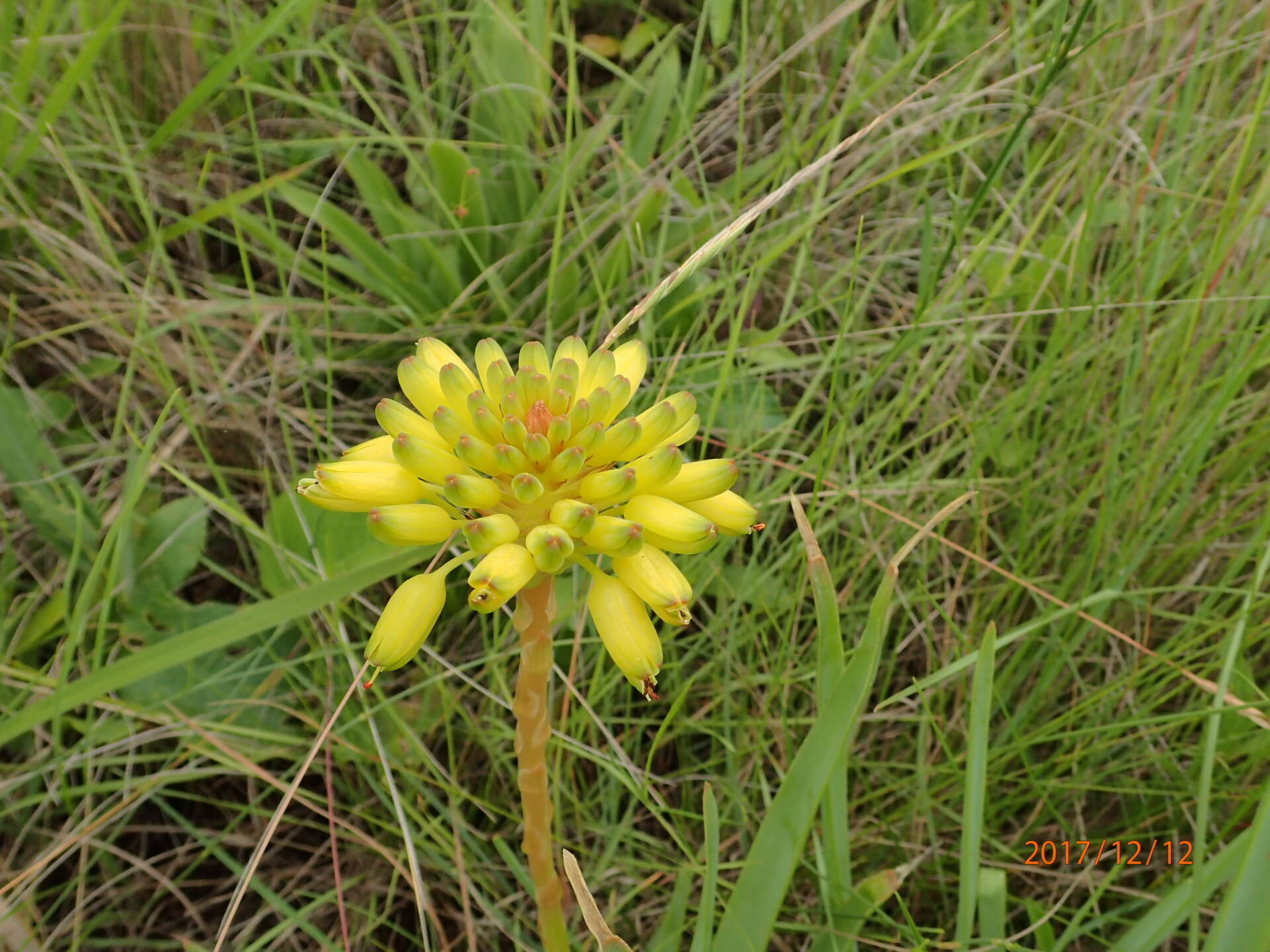 Image of Aloe ecklonis Salm-Dyck