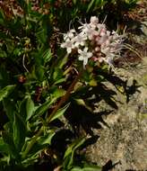 Image of Cordilleran Valerian