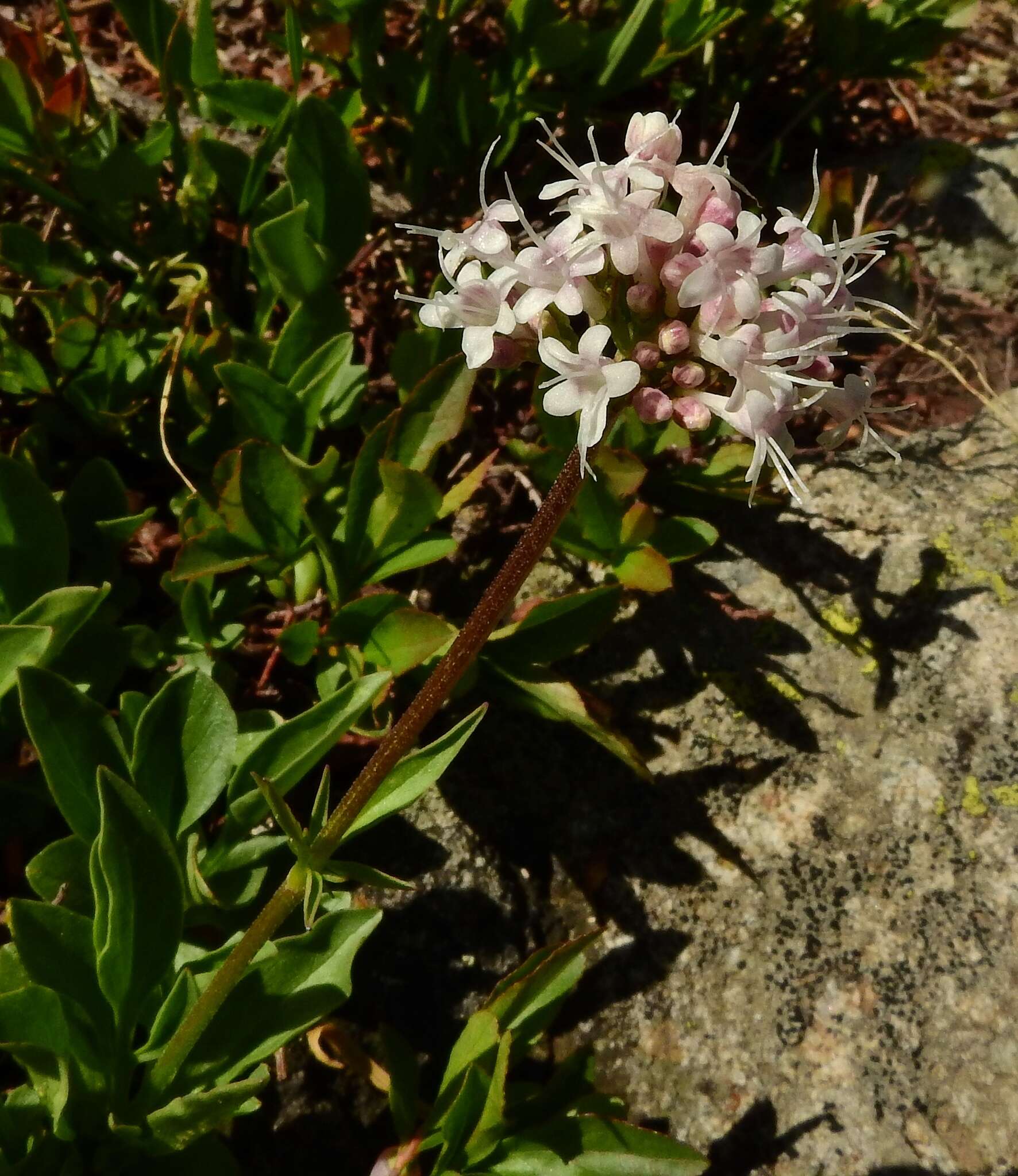 Image of Cordilleran Valerian