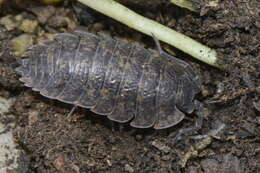 Image of Porcellio montanus Budde-Lund 1885